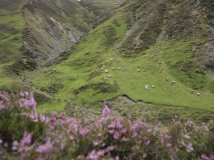 Schafe auf den Cairngorms-Hängen