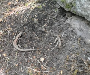 Eidechse, fotografiert auf einer Wanderung in der Pfalz