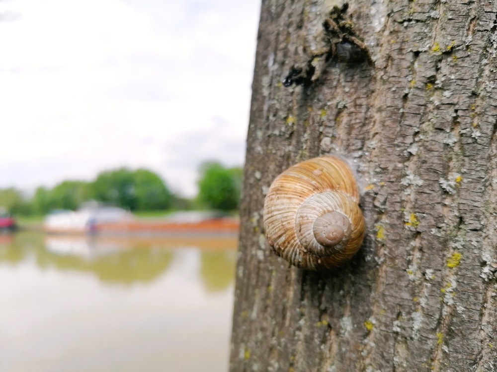 Mannheim: Schnecken, die auf Bäume klettern