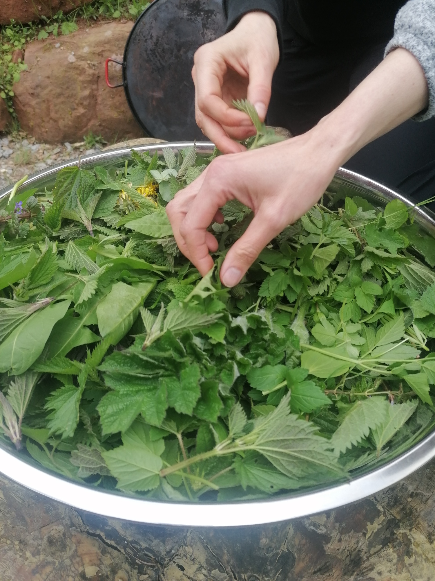 Salat beim Wildkräuterkurs: eine große Schüssel mit allerlei Kräutern