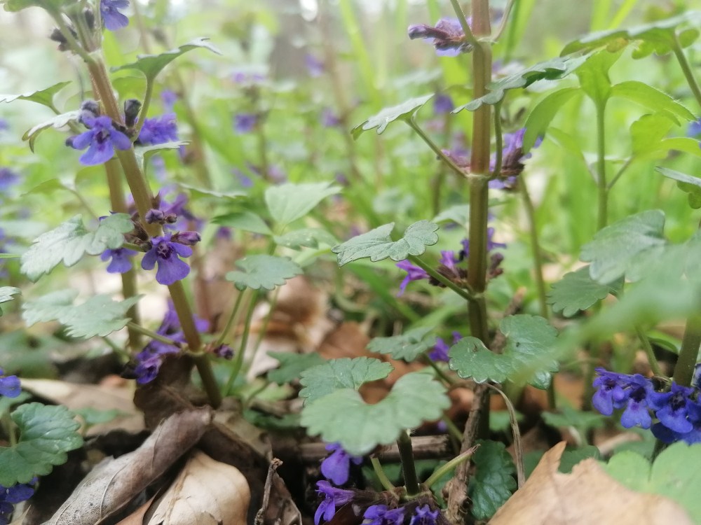 Herr Gundermann und ich