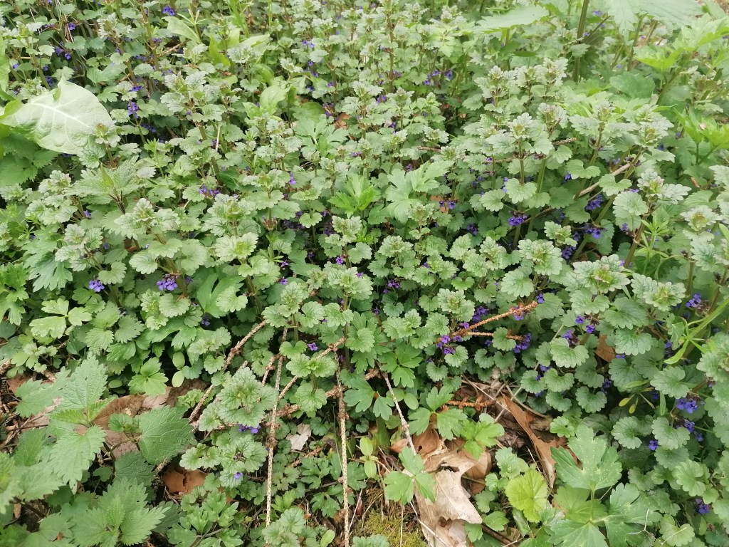 Ein Teppich aus Gundermann, der gerade blüht.